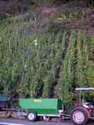 Weinlese R�berberger Domherrenberg 2003