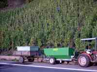 Weinlese R�berberger Domherrenberg 2003