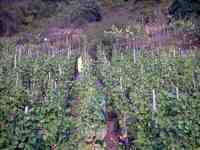 Weinlese R�berberger Domherrenberg 2003